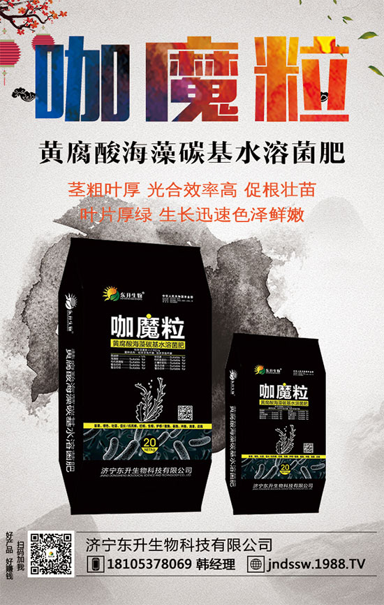 小香芹什么間種植時？小香芹種植方法要點！