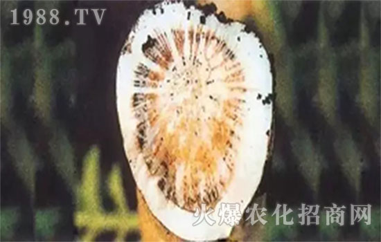 �}���Sή���İY����}���Sή����Σ��