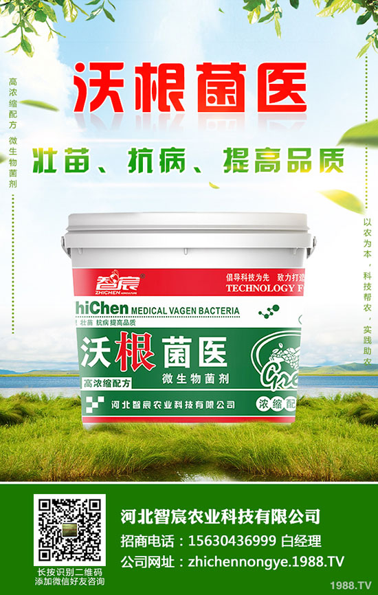 馬鈴薯增產(chǎn)妙招!馬鈴薯施鉀肥增產(chǎn)效果好