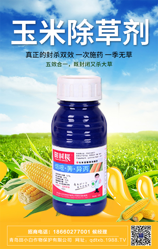 玉米種子拌種有什么作用？玉米苗期管理要點！