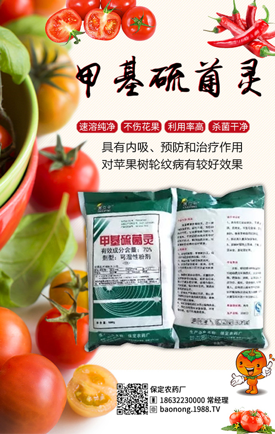 生物殺菌劑大蒜素：高效防治芒果角斑，果子賣相好