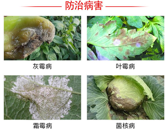 ���w˪�^-���r����_03