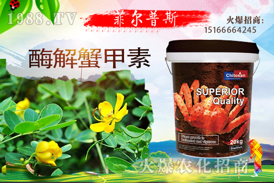 龍葵怎么種植？龍葵種植技術(shù)要點！