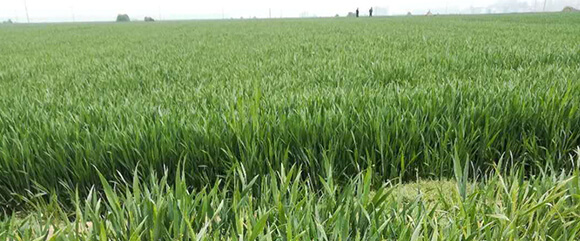 �r(n��ng)��ڈ@���＼�g(sh��)���޹�˾_15