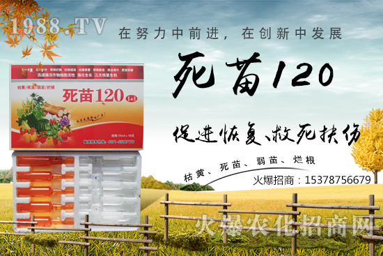 蔬菜種植不長根,緩苗慢,死苗爛根?學會這些方法,蔬菜死苗爛根都不怕!