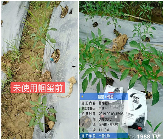 好產(chǎn)品好作用，“一璽生物”微生物菌劑“幗璽”客戶真實(shí)反饋！