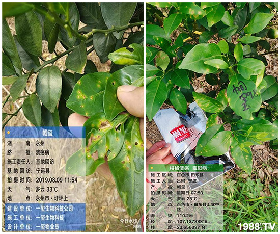 好產(chǎn)品好作用，“一璽生物”微生物菌劑“幗璽”客戶真實(shí)反饋！