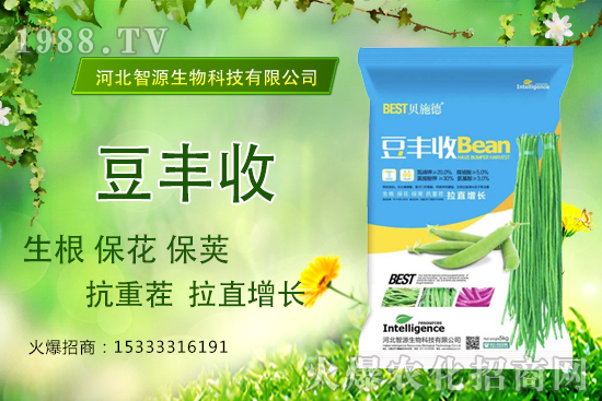 用了“豆豐收”，豆角拉直增長產(chǎn)量高？豆豐收有什么優(yōu)勢？