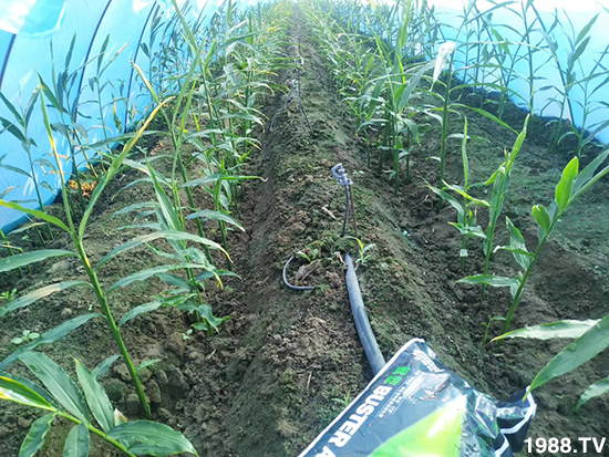     ���׌�Nֲ׃�ø��p�ɣ�һ���ײ���ȫ���䷽����˹�ش󽪠I�B(y��ng)�ײͷ�����