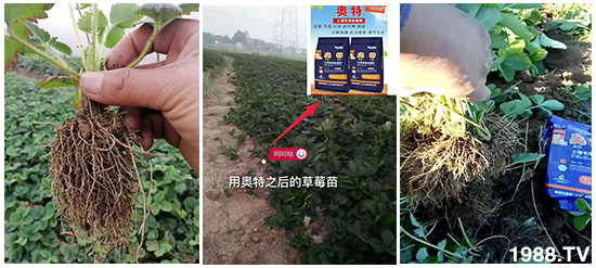     ���׌�Nֲ׃�ø��p�ɣ�һ���ײ���ȫ���䷽����˹�ش󽪠I�B(y��ng)�ײͷ�����