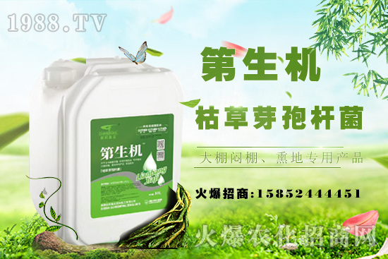 豆角只長蔓不開花啥原因？如何促花促莢提產量？