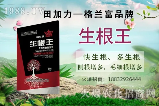 名貴中藥天麻的生長(zhǎng)環(huán)境，天麻的品種及種植前景如何？