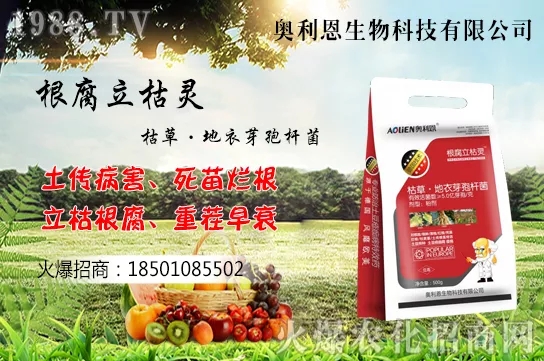 黃花菜什么季節(jié)栽培，黃花菜種植方法介紹！