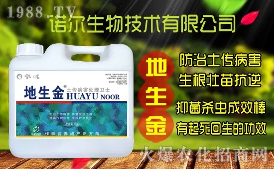 黃花菜種子怎么采集？黃花菜種苗價格多少錢一株？