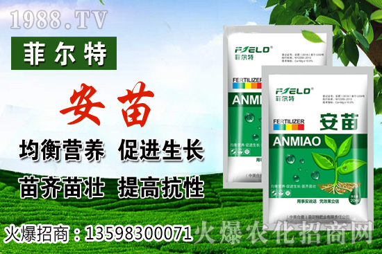 燈籠果生長(zhǎng)對(duì)環(huán)境的要求，燈籠果種植及采收技術(shù)！