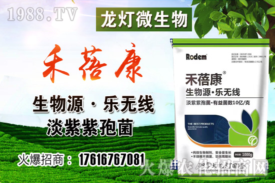 ���t���ڷ۷����ǣ����t��¶��ʹ���Nֲ�кβ�ͬ��