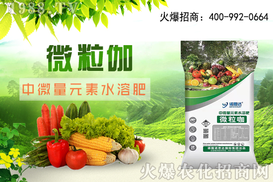 辣椒該怎么育苗，辣椒育苗時間及育苗注意要點！