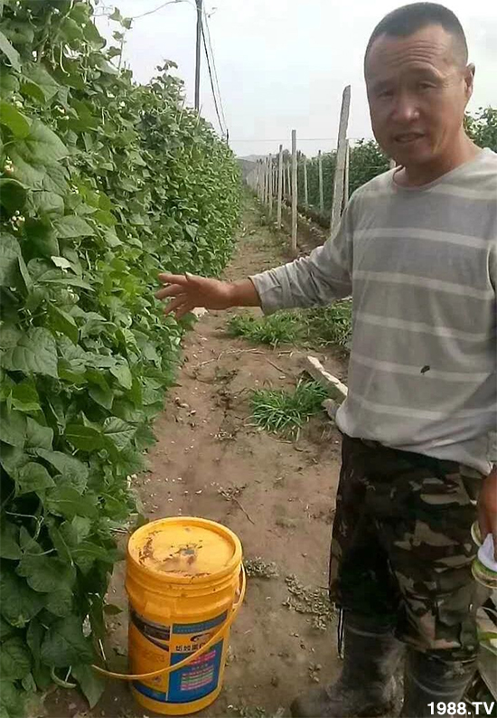 水溶肥市場大變革??？海藻精、魚蛋白將被它代替！1000多用戶鼎力推薦！