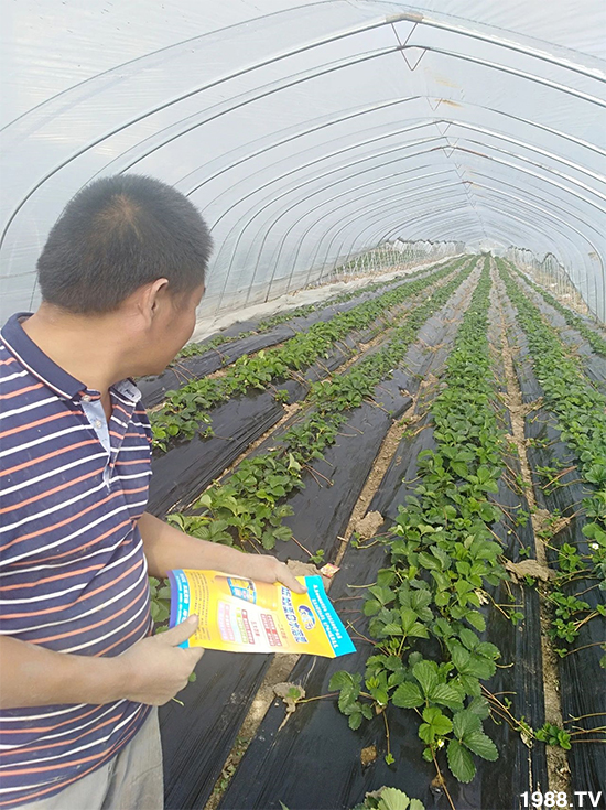 水溶肥市場大變革！？海藻精、魚蛋白將被它代替！1000多用戶鼎力推薦！