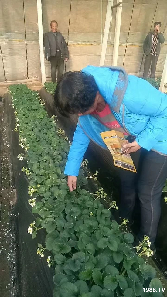 水溶肥市場大變革！？海藻精、魚蛋白將被它代替！1000多用戶鼎力推薦！