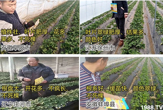 水溶肥市場大變革??？海藻精、魚蛋白將被它代替！1000多用戶鼎力推薦！