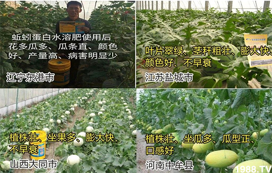 水溶肥市場大變革?。亢Ｔ寰?、魚蛋白將被它代替！1000多用戶鼎力推薦！