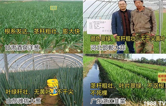 水溶肥市場大變革??？海藻精、魚蛋白將被它代替！1000多用戶鼎力推薦！