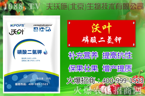 西紅柿摘葉有哪些好處，番茄摘葉技術(shù)及注意事項！