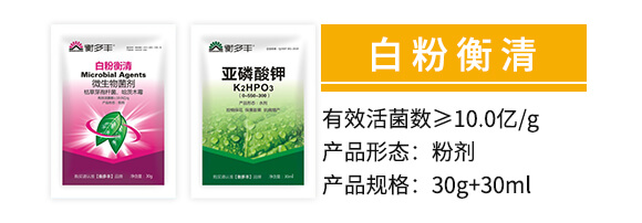 1+1�B���԰׷۲�����-�׷ۺ���-����S_02