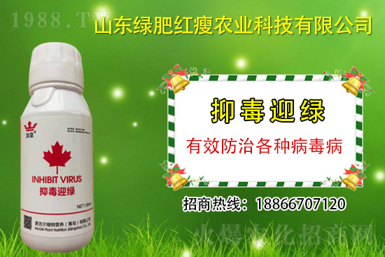 防治病毒病再也不用拔，“抑毒迎綠”專治病毒??！