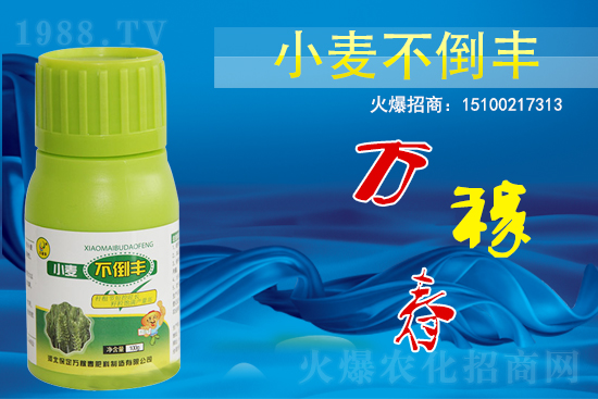 小麥不倒怎么做？還得是用小麥不倒豐!