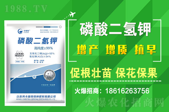 菠菜種植需要注意哪些問(wèn)題？菠菜種植該怎么施肥？