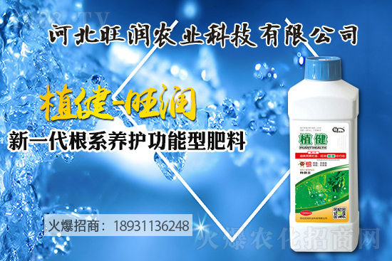 藍(lán)莓樹苗怎么種植？藍(lán)莓樹苗的種植及修剪除草技術(shù)！