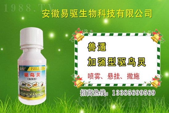 大雨或大水漫灌過后,玉米粉籽、爛種、爛苗怎么辦?