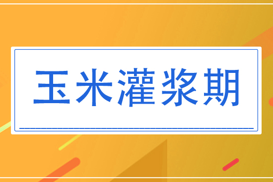 8月玉米灌漿期將怎么管理？