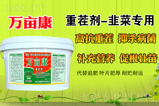 韭菜什么時(shí)候種更合適？春季露地韭菜管理方法及注意事項(xiàng)