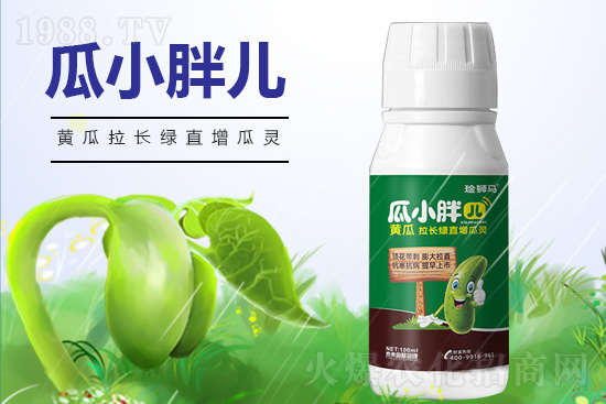 黃瓜什么時(shí)候澆水？黃瓜哪些階段需要澆水？