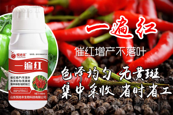 辣椒催紅措施怎么做？辣椒如何提前上市？辣椒催紅藥什么時(shí)候打好？