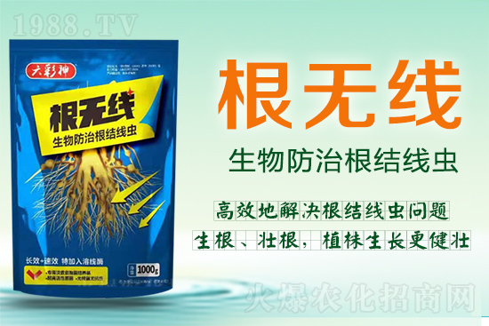 根結(jié)線蟲殺死容易殺絕難！這樣防治效果好到驚人！