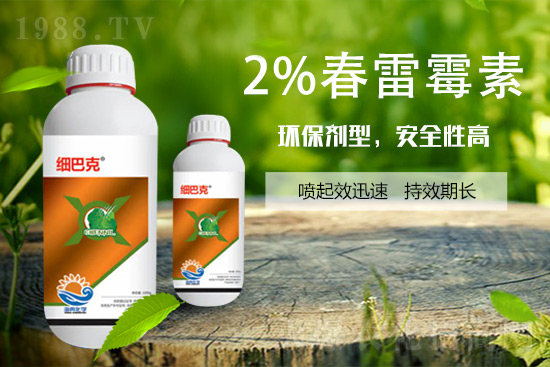 番茄潰瘍病怎么辦？聽聽專家怎么說！