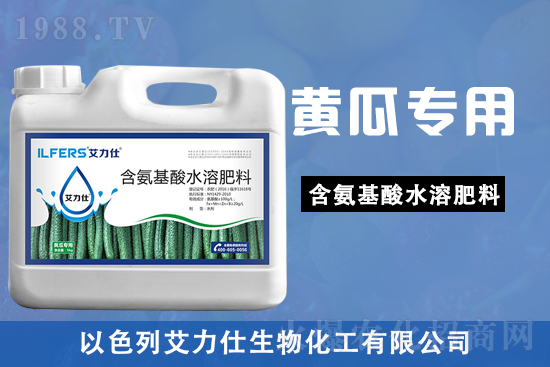 黃瓜苗期，該如何做好管理要點？