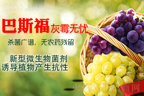 葡萄灰霉病該如何解決？灰霉病用藥建議！