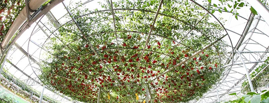 �ڶ�ʮ���É۹�˲���4