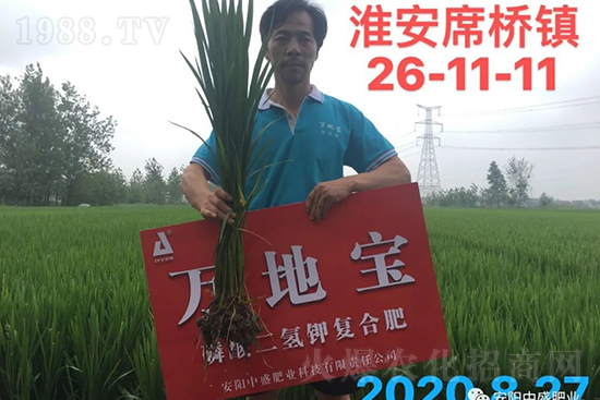 水稻分蘗不好對(duì)產(chǎn)量有多大影響？促進(jìn)水稻分蘗怎么做？