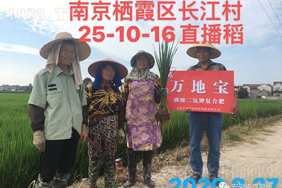 水稻分蘗不好對(duì)產(chǎn)量有多大影響？促進(jìn)水稻分蘗怎么做？