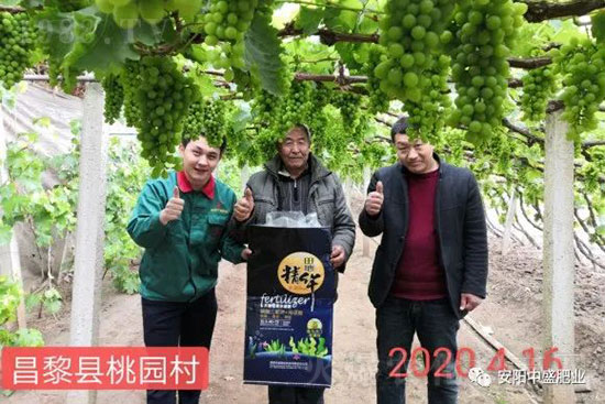 葡萄軟果是什么原因？如何防治？