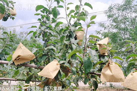     果實(shí)套袋后可減少農(nóng)藥殘留，改善果子的外觀品質(zhì)，可大大提高果品賣(mài)相，更容易出售并賣(mài)出高價(jià)，所以果樹(shù)套袋目前仍然是我國(guó)果園的主要管理方法，套袋蘋(píng)果表光就是好，也少病害。