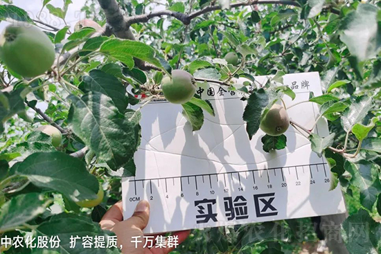     果實(shí)套袋后可減少農(nóng)藥殘留，改善果子的外觀品質(zhì)，可大大提高果品賣(mài)相，更容易出售并賣(mài)出高價(jià)，所以果樹(shù)套袋目前仍然是我國(guó)果園的主要管理方法，套袋蘋(píng)果表光就是好，也少病害。