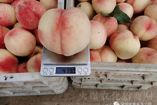 桃樹落果怎么辦？桃樹落果原因及預(yù)防方法