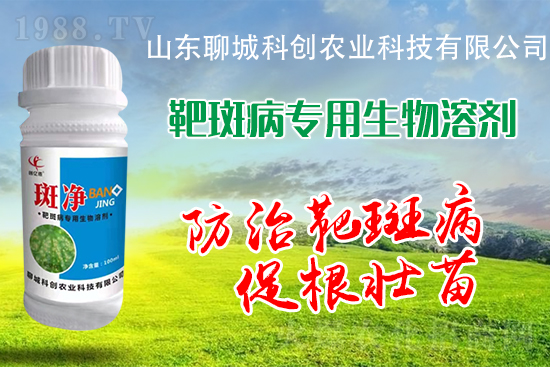 黃瓜靶斑病危害逐年加重！防治措施有哪些？